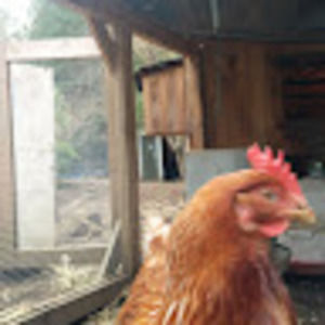 Meet your Posher, Myra